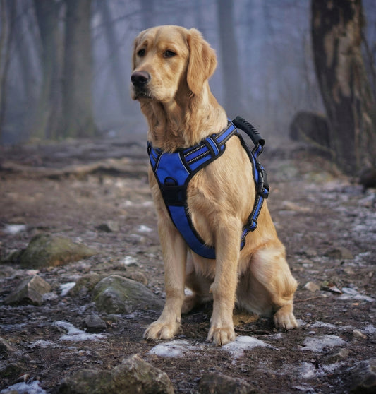 Maison Expedition — Complete Travel Harness Kit