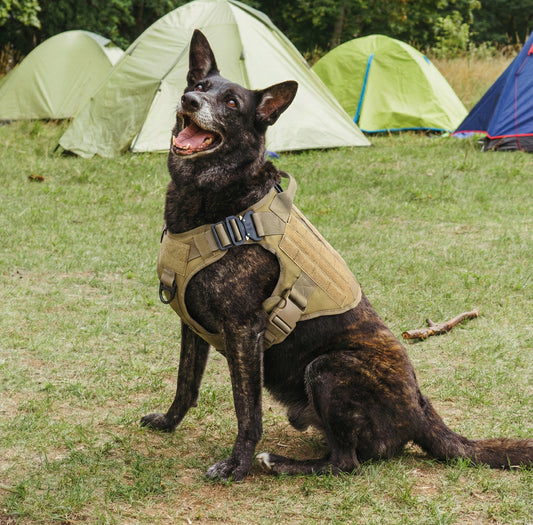 Maison Stealth — Camo Harness & Leash Set