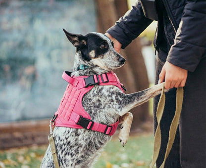 Maison Atlas — Elite No-Pull Tactical Harness