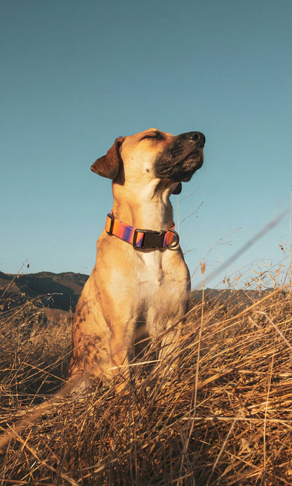 Maison Summit — All-Terrain Waterproof Leash