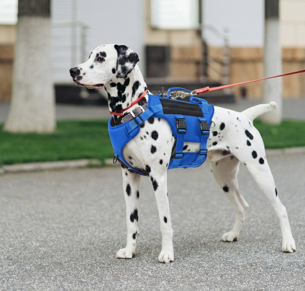 Maison Atlas — Elite No-Pull Tactical Harness