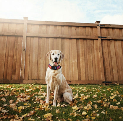 Maison Summit — All-Terrain Waterproof Leash