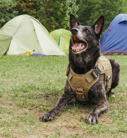 Maison Stealth — Camo Harness & Leash Set