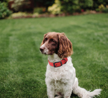 Maison Luxe — Silicone Collar & Leash Set