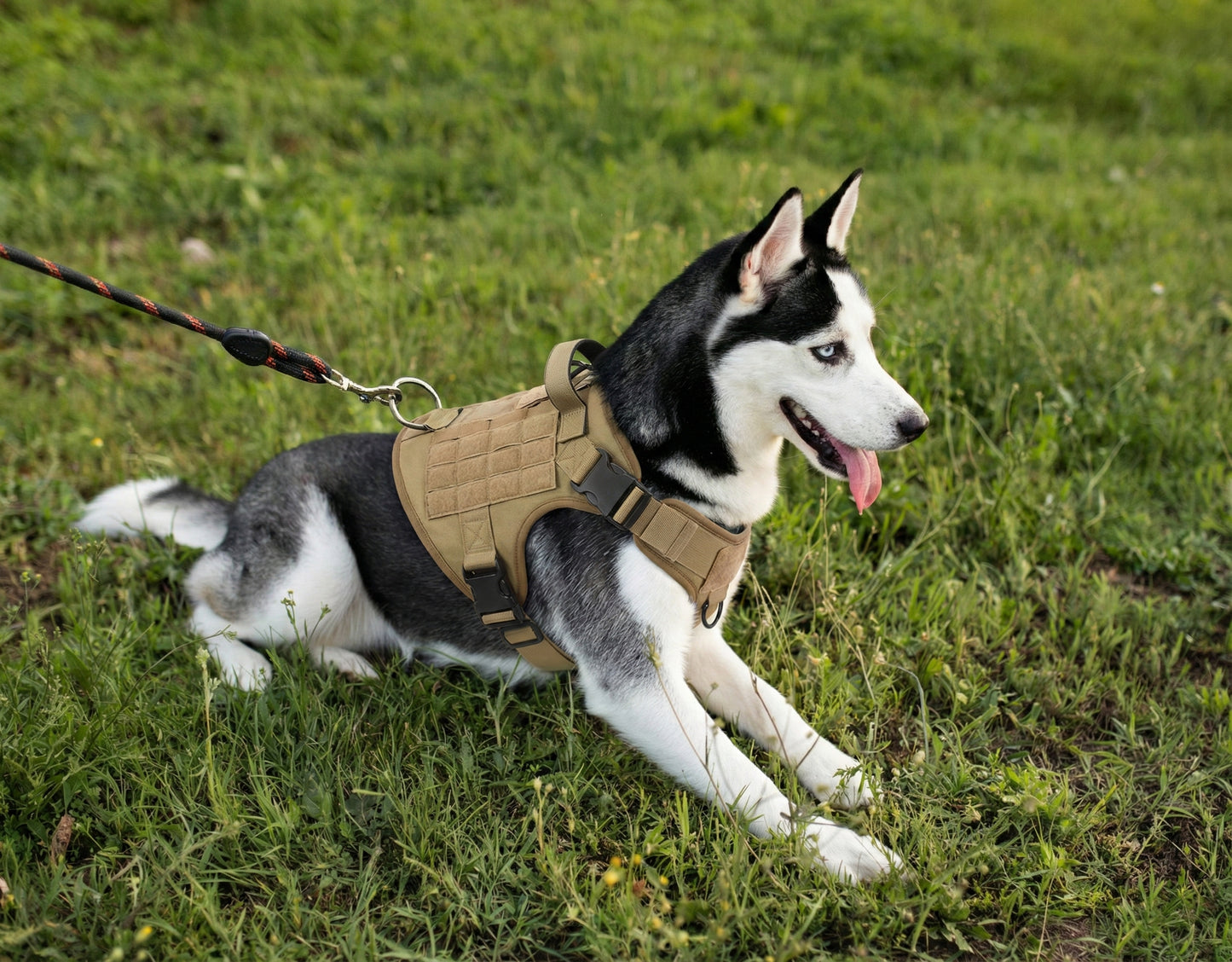 Maison Atlas — Elite No-Pull Tactical Harness