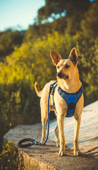 Maison Expedition — Complete Travel Harness Kit