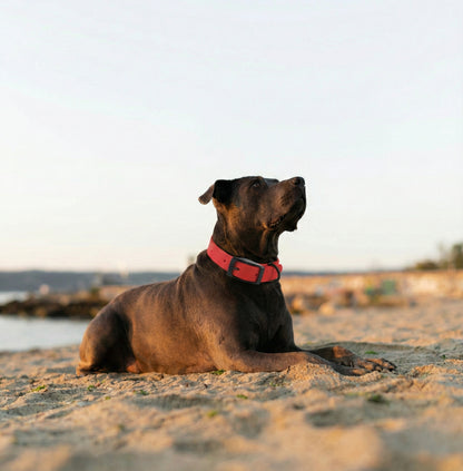 Maison Luxe — Silicone Collar & Leash Set