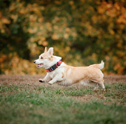 Maison Summit — All-Terrain Waterproof Leash