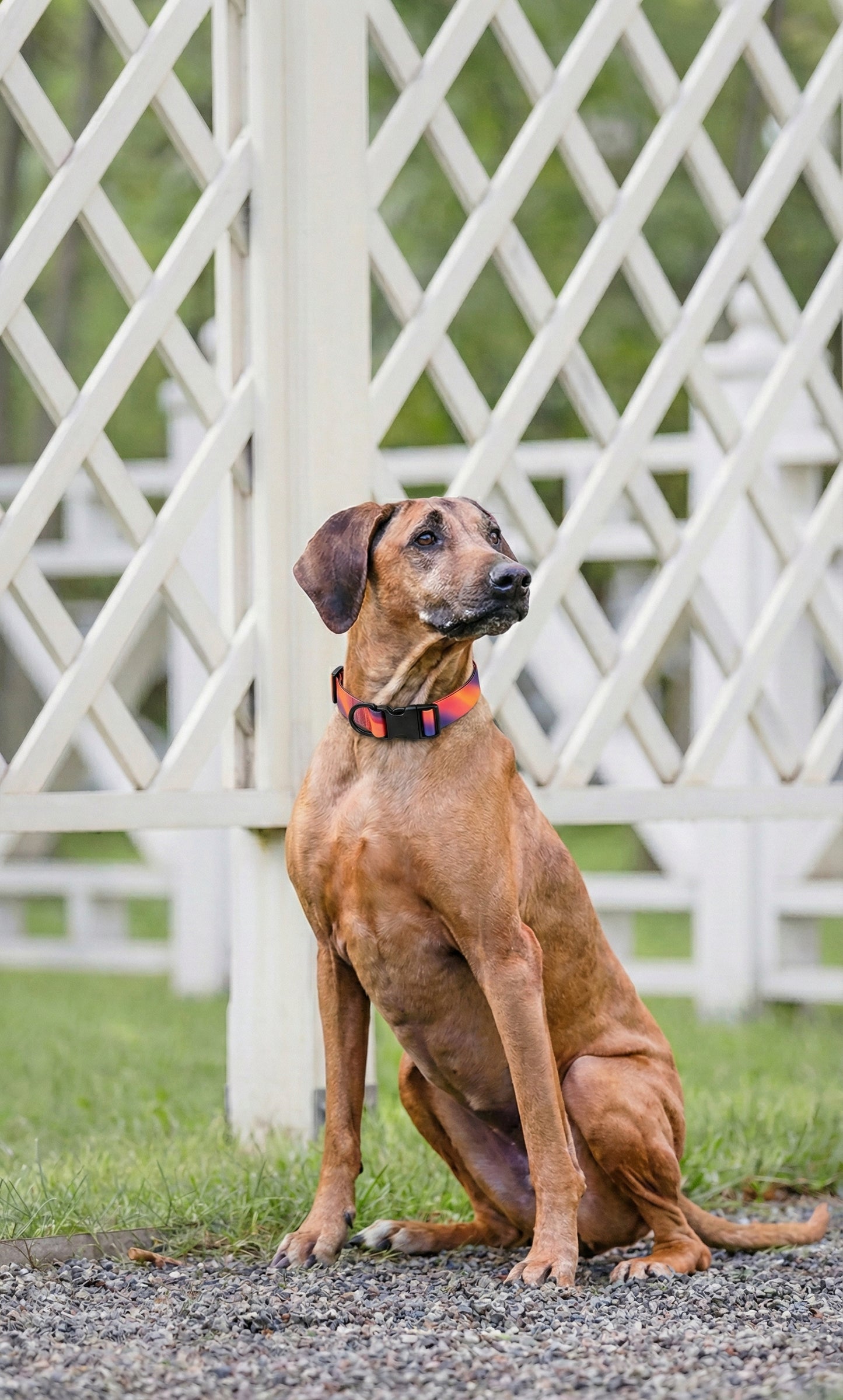 Maison Summit — All-Terrain Waterproof Leash