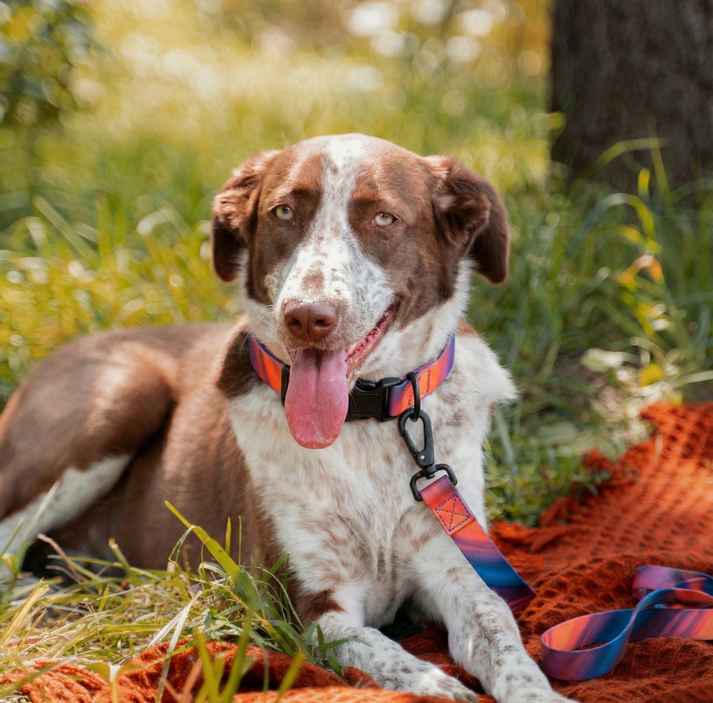 Maison Summit — All-Terrain Waterproof Leash