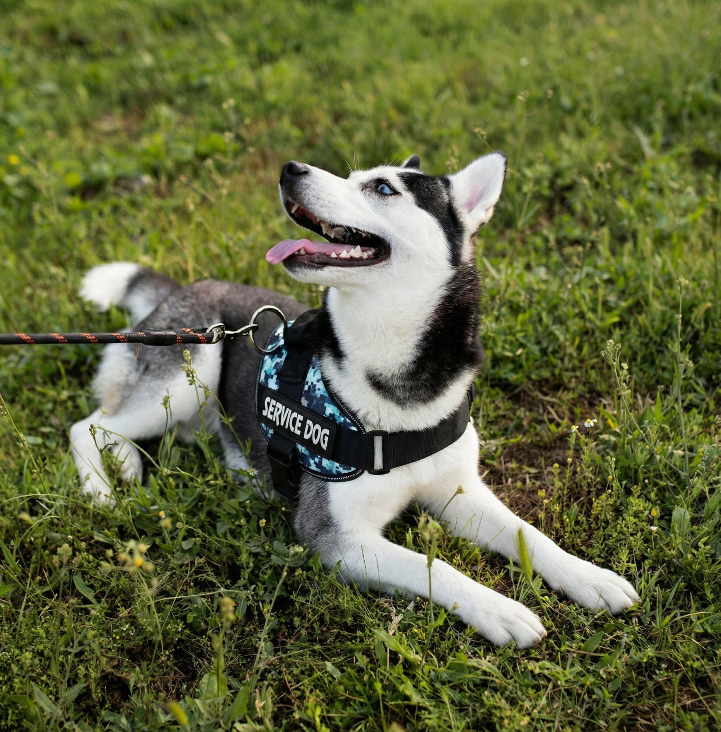 Maison Atlas — Elite No-Pull Tactical Harness