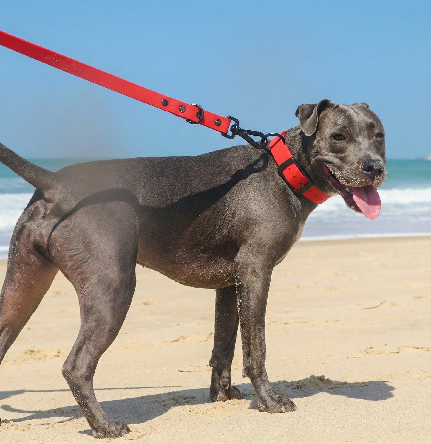 Maison Luxe — Silicone Collar & Leash Set