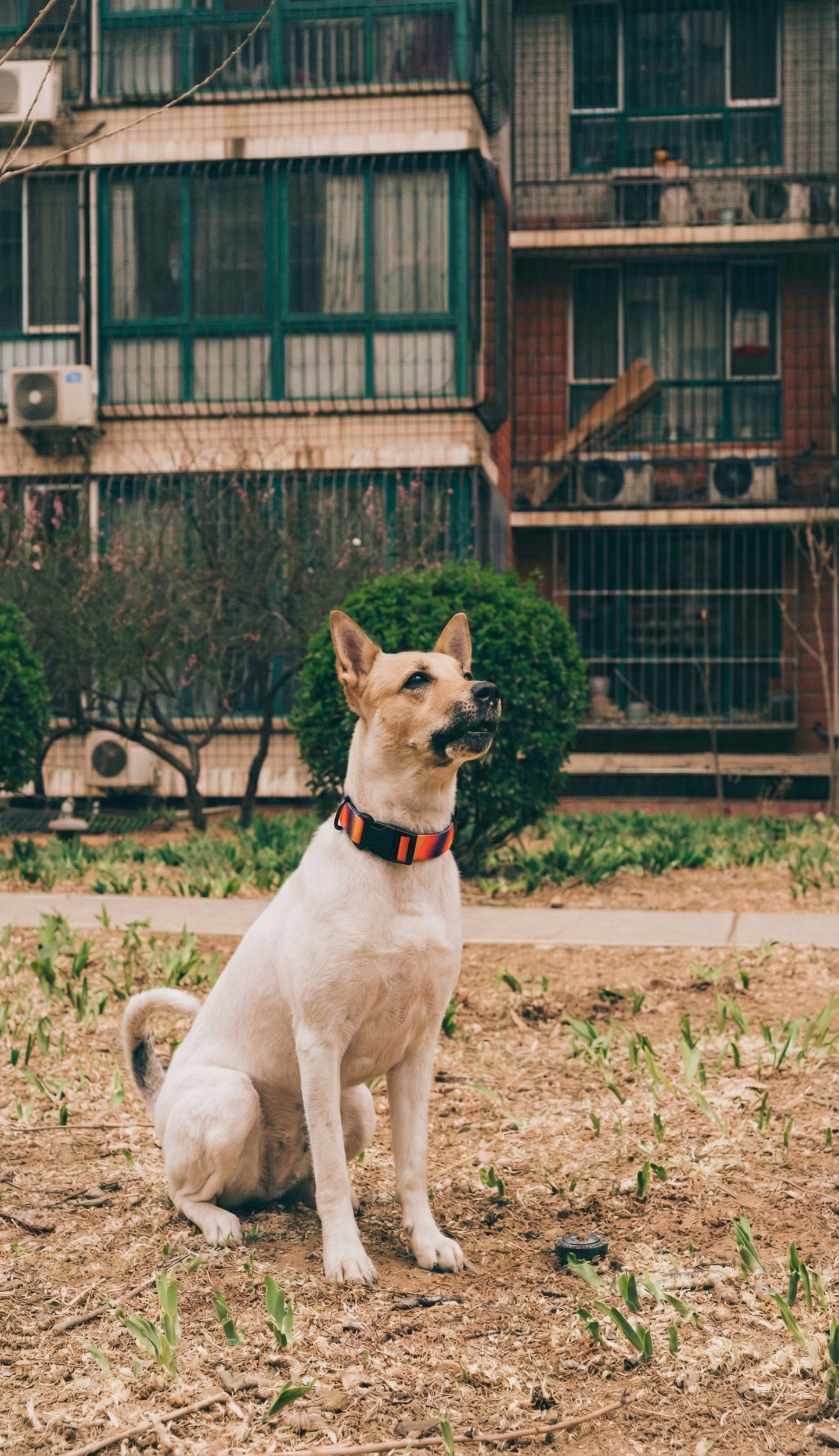 Maison Summit — All-Terrain Waterproof Leash