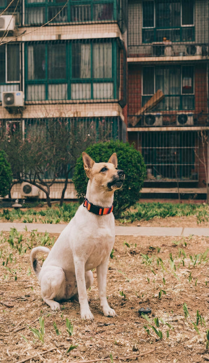 Maison Summit — All-Terrain Waterproof Leash
