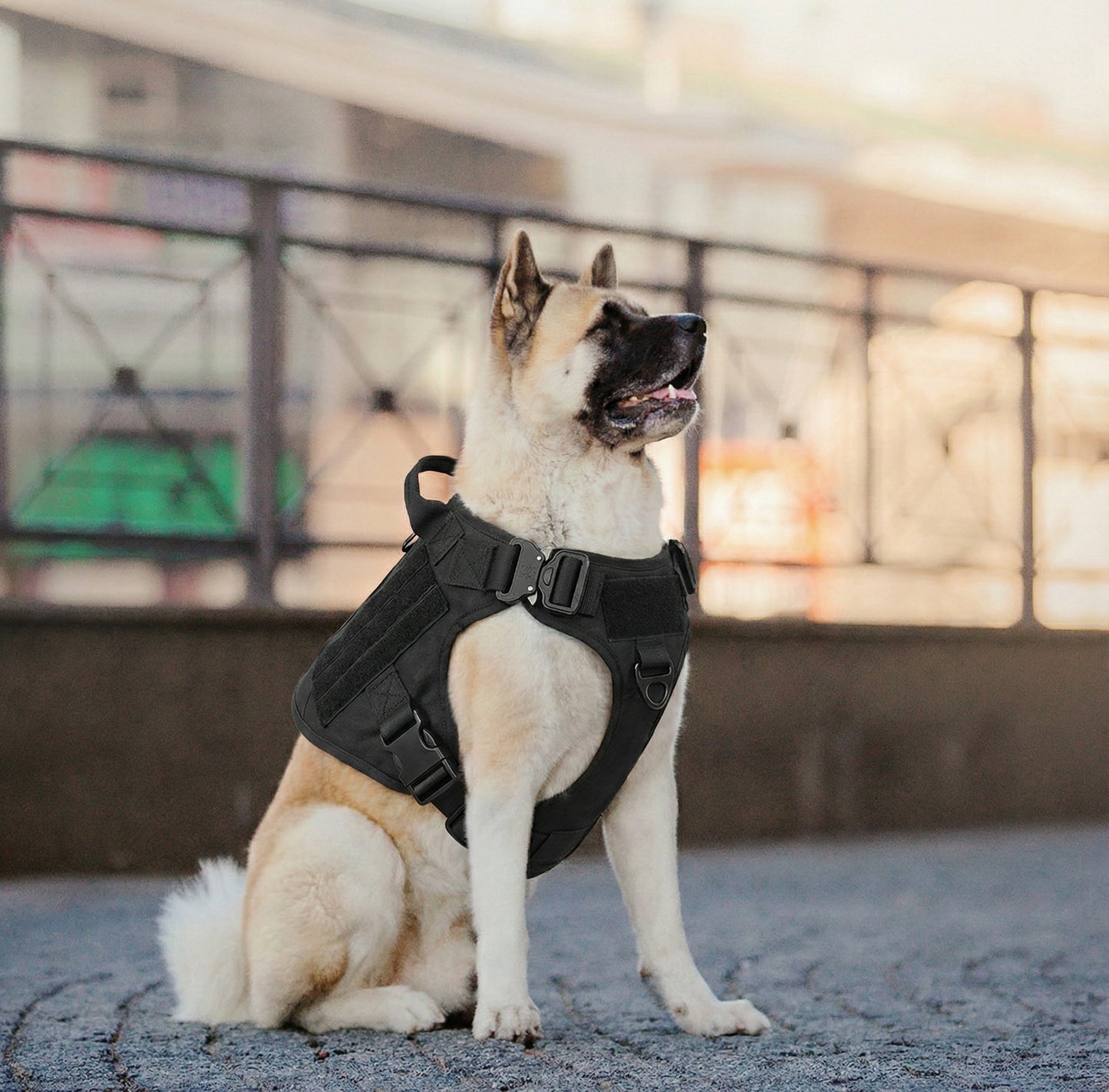 Maison Stealth — Camo Harness & Leash Set