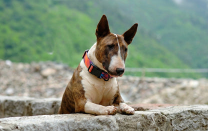 Maison Summit — All-Terrain Waterproof Leash