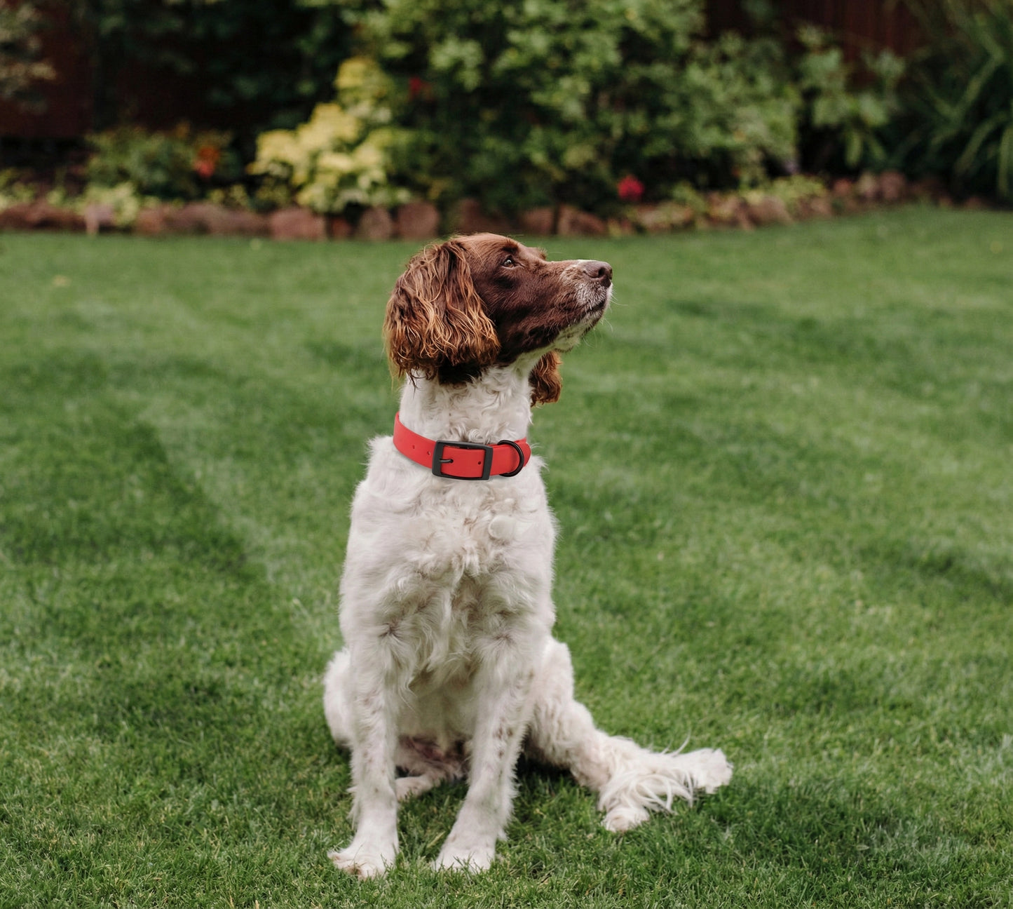 Maison Luxe — Silicone Collar & Leash Set